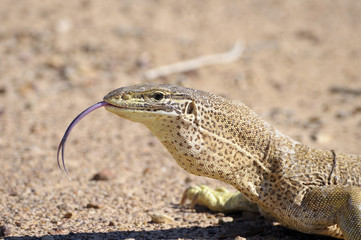 Sand goanna in  outback Queensland,Australia.