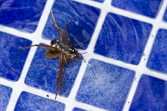 spider killing wasp