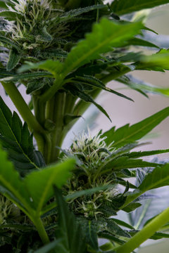 small cannabis plant