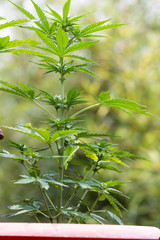 small cannabis plant