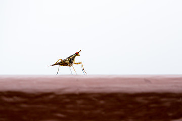 small red eyed insect