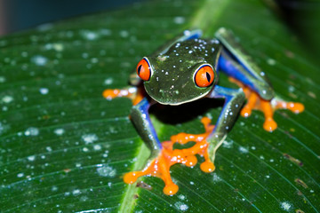 Red-Eyed Tree Frog - Agalychnis callidryas