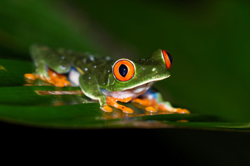 Red-Eyed Tree Frog - Agalychnis callidryas