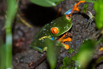 Red-Eyed Tree Frog - Agalychnis callidryas
