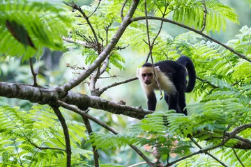 Printed kitchen splashbacks Monkey white faced or capuchin monkey