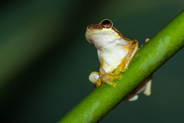 rainforest frog in Costa Rica