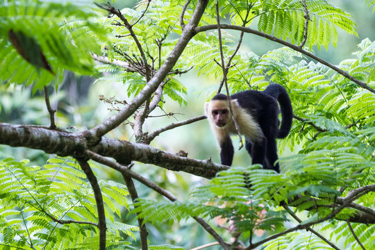 white faced or capuchin monkey