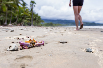 tropical crab on the beach