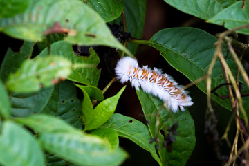 tropical caterpillar in the jungle