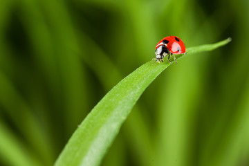 Fototapeta premium Ladybug on Grass Over Green Bachground