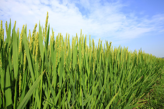 The rice in the field