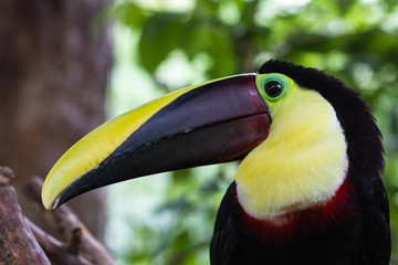 Chestnut mandibled toucan - Ramphastos ambiguus swainsonii