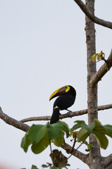 Chestnut mandibled toucan