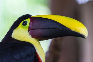 Chestnut mandibled toucan - Ramphastos ambiguus swainsonii