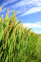 The rice in the field