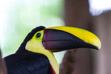 Chestnut mandibled toucan - Ramphastos ambiguus swainsonii