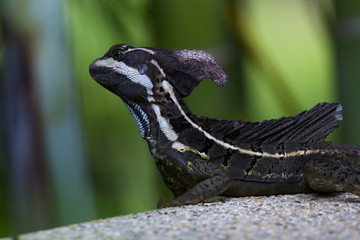 Male brown Basilisk lizard