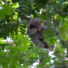 three toed sloth in Costa Rica