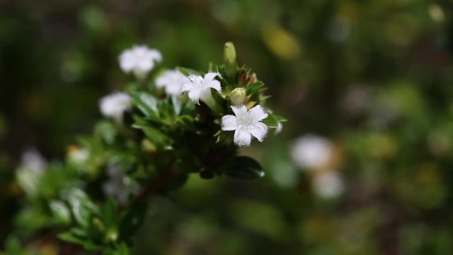 Serissa japonica commonly called snowrose, tree of a thousand stars, or Japanese boxthorn, native to Asia.
