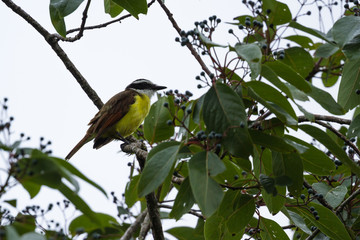 great kiskadee in Costa Rica