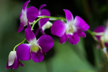 Fototapeta na wymiar beautiful tropical orchids