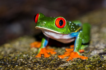 Fototapeta premium Red-Eyed Tree Frog - Agalychnis callidryas