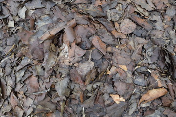 dead fallen leave background