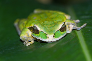 masked frog or masked rock frog Litoria personata