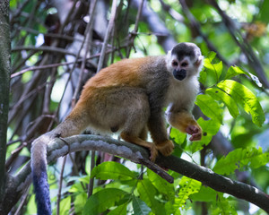 Central American squirrel monkey - Saimiri oerstedii