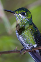 White-necked jacobin - Florisuga mellivora