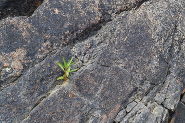 small young plant grow on the cracked rock