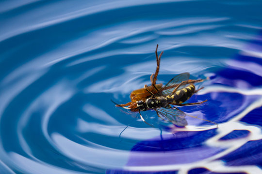 spider killing wasp