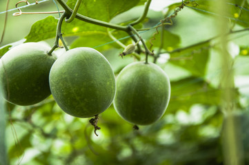 Momordica grosvenor fruits