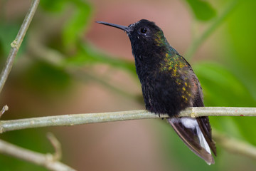 Black bellied hummingbird - Eupherusa nigriventris