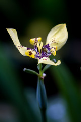 Naklejka premium yellow maxillary orchid
