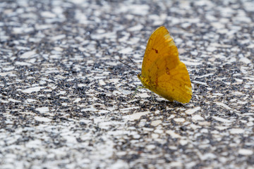 small yellow butterfly