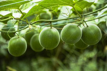 Momordica grosvenor fruits