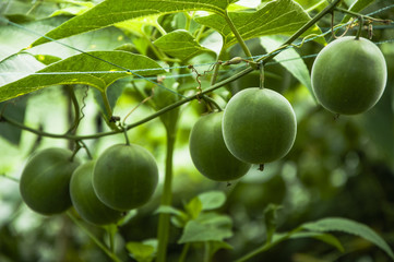 Momordica grosvenor fruits