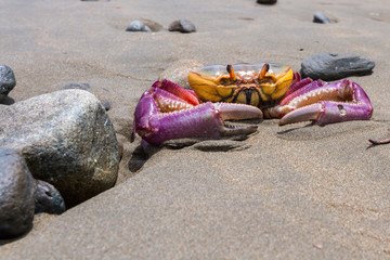 tropical crab on the beach