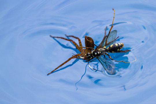 spider killing wasp