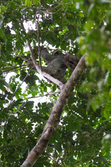 three toed sloth in Costa Rica