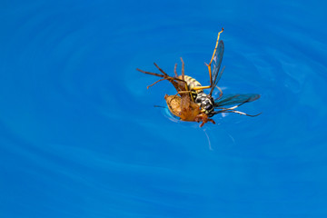 spider killing wasp
