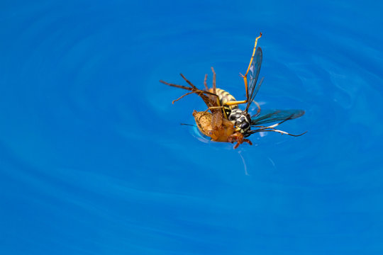spider killing wasp