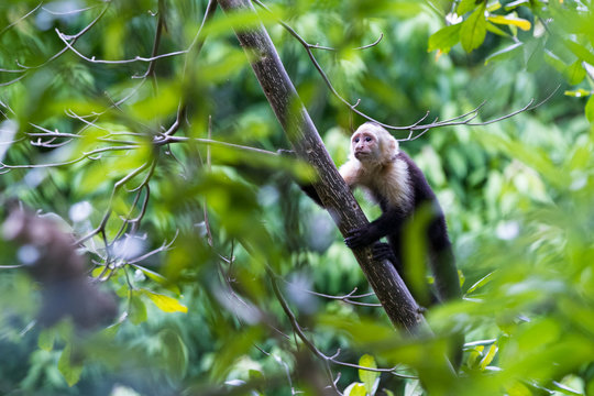 white faced or capuchin monkey
