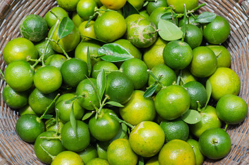 Green Kumquat In Basket.
