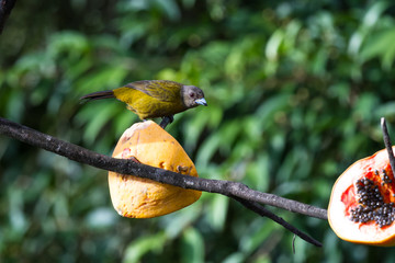 small bird with grey head and olive body
