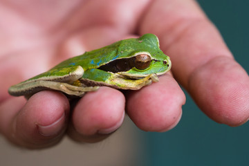 masked frog or masked rock frog Litoria personata