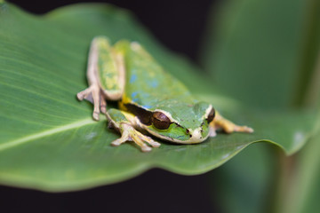 masked frog or masked rock frog Litoria personata