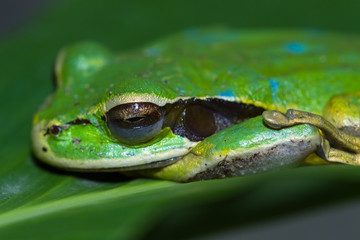 masked frog or masked rock frog Litoria personata