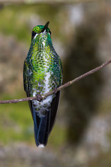 White-necked jacobin - Florisuga mellivora